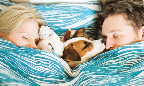 Couple laying in bed with their dog 